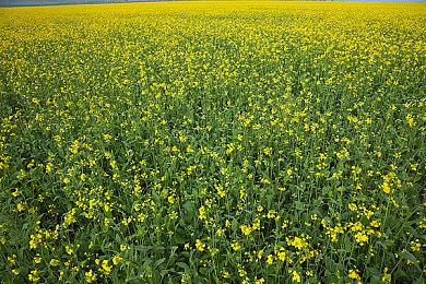 传Xbox Ally X定价高达900美元 是Switch 2的两倍